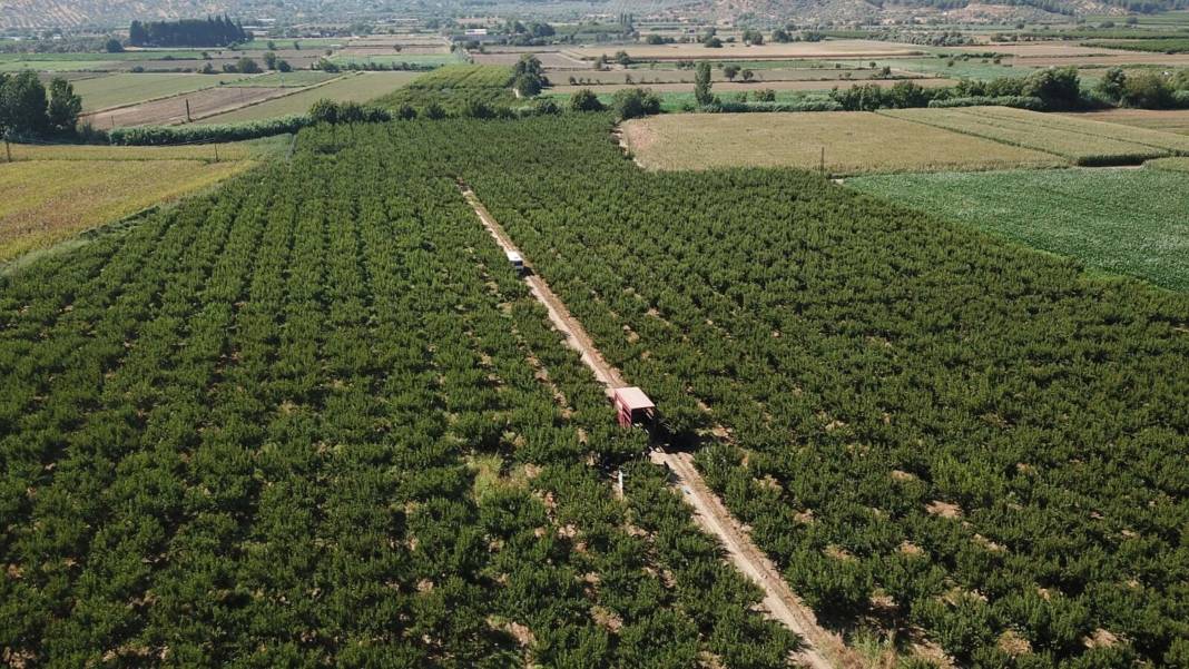 Şeftali üreticisi paraya para demedi! Ruslar çok sevdi milyonlar aktı 2